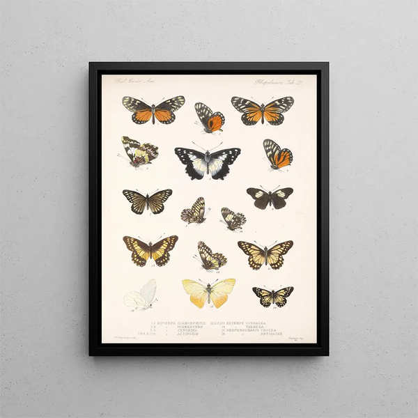 Insekter Lepidoptera Rhopalocera Pl 060 - Frederick DuCane Godman — indrammet kunstværk på væggen