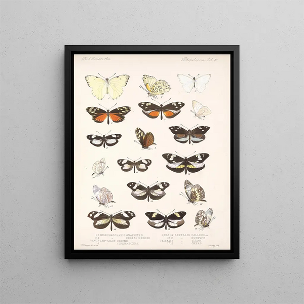 Insekter Lepidoptera Rhopalocères Pl 061 - Frederick DuCane Godman — indrammet kunstværk på væggen