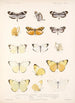 Insecta Lepidoptera Rhopalocera Pl 062 - Frederick DuCane Godman — visning af kunstværket