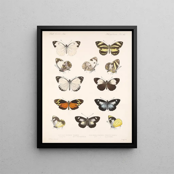 Insekter Lepidoptera Rhopalocères Pl 063 - Frederick DuCane Godman — indrammet kunstværk på væggen