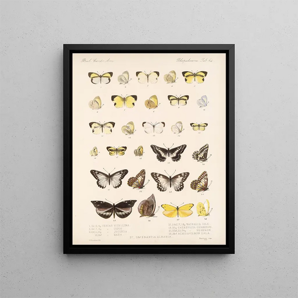 Insekter Lepidoptera Rhopalocères Pl 065 - Frederick DuCane Godman — indrammet kunstværk på væggen