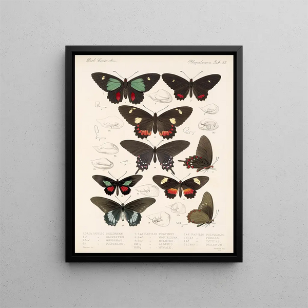Insekter Lepidoptera Rhopalocères Pl 066 - Frederick DuCane Godman — indrammet kunstværk på væggen
