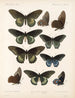 Insekter Lepidoptera Rhopalocères Pl 067 - Frederick DuCane Godman — visning af kunstværket