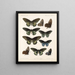 Insekter Lepidoptera Rhopalocères Pl 067 - Frederick DuCane Godman — indrammet kunstværk på væggen
