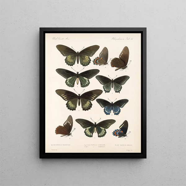 Insekter Lepidoptera Rhopalocères Pl 067 - Frederick DuCane Godman — indrammet kunstværk på væggen
