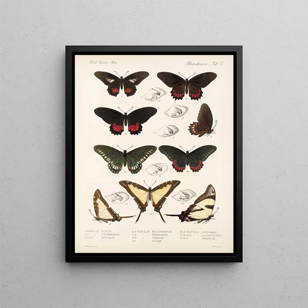 Insekter Lepidoptera Rhopalocères Pl 068 - Frederick DuCane Godman — indrammet kunstværk på væggen