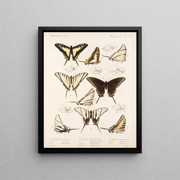 Insekter Lepidoptera Rhopalocères Pl 069 - Frederick DuCane Godman — indrammet kunstværk på væggen