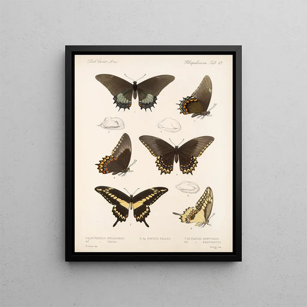 Insekter Lepidoptera Rhopalocères Pl 070 - Frederick DuCane Godman — indrammet kunstværk på væggen