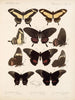 Insekter Lepidoptera Rhopalocères Pl 071 - Frederick DuCane Godman — visning af kunstværket