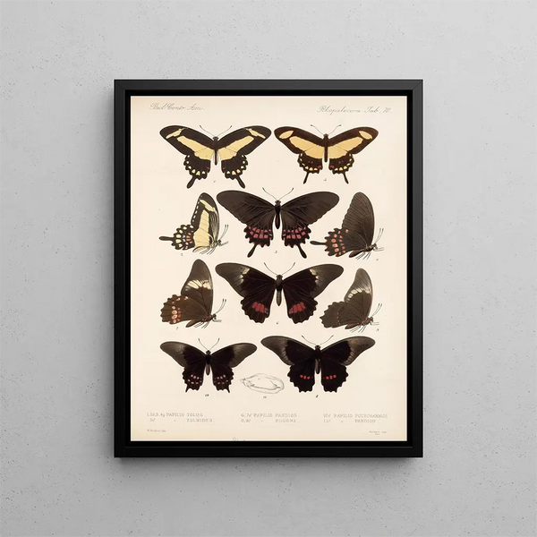 Insekter Lepidoptera Rhopalocères Pl 071 - Frederick DuCane Godman — indrammet kunstværk på væggen