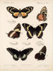 Insekter Lepidoptera Rhopalocères Pl 072 - Frederick DuCane Godman — visning af kunstværket