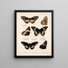 Insekter Lepidoptera Rhopalocères Pl 072 - Frederick DuCane Godman — indrammet kunstværk på væggen