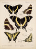 Insekter Lepidoptera Rhopalocères Pl 073 - Frederick DuCane Godman — visning af kunstværket
