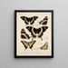 Insekter Lepidoptera Rhopalocères Pl 073 - Frederick DuCane Godman — indrammet kunstværk på væggen