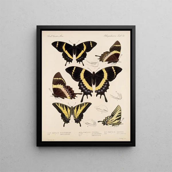 Insekter Lepidoptera Rhopalocères Pl 073 - Frederick DuCane Godman — indrammet kunstværk på væggen