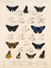 Insekter Lepidoptera Rhopalocères Pl 074 - Frederick DuCane Godman — visning af kunstværket