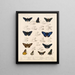 Insekter Lepidoptera Rhopalocères Pl 074 - Frederick DuCane Godman — indrammet kunstværk på væggen