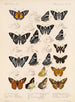 Insekter Lepidoptera Rhopalocera Pl 075 - Frederick DuCane Godman — visning af kunstværket