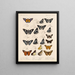 Insekter Lepidoptera Rhopalocera Pl 075 - Frederick DuCane Godman — indrammet kunstværk på væggen