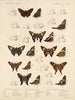 Insekter Lepidoptera Rhopalocères Pl 076 - Frederick DuCane Godman — visning af kunstværket