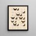Insekter Lepidoptera Rhopalocères Pl 076 - Frederick DuCane Godman — indrammet kunstværk på væggen
