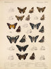 Insekter Lepidoptera Rhopalocères Pl 077 - Frederick DuCane Godman — visning af kunstværket