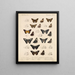 Insekter Lepidoptera Rhopalocères Pl 077 - Frederick DuCane Godman — indrammet kunstværk på væggen