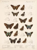 Insekter Lepidoptera Rhopalocères Pl 078 - Frederick DuCane Godman — visning af kunstværket