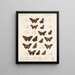 Insekter Lepidoptera Rhopalocères Pl 078 - Frederick DuCane Godman — indrammet kunstværk på væggen