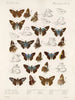 Insekter Lepidoptera Rhopalocères Pl 106 - Frederick DuCane Godman — visning af kunstværket