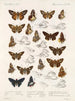Insekter Lepidoptera Rhopalocères Pl 107 - Frederick DuCane Godman — visning af kunstværket