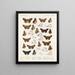 Insekter Lepidoptera Rhopalocères Pl 107 - Frederick DuCane Godman — indrammet kunstværk på væggen