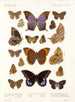 Insekter Lepidoptera Rhopalocera Pl 108 - Frederick DuCane Godman — visning af kunstværket
