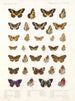 Insekter Lepidoptera Rhopalocera Pl 109 - Frederick DuCane Godman — visning af kunstværket
