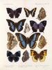 Insekter Lepidoptera Rhopalocères Pl 110 - Frederick DuCane Godman — visning af kunstværket