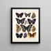 Insekter Lepidoptera Rhopalocères Pl 110 - Frederick DuCane Godman — indrammet kunstværk på væggen
