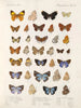 Insekter Lepidoptera Rhopalocères Pl 111 - Frederick DuCane Godman — visning af kunstværket