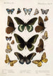 Insecta Lepidoptera Rhopalocera Pl 112 - Frederick DuCane Godman — visning af kunstværket