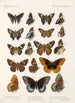 Insecta Lepidoptera Rhopalocera Pl 113 - Frederick DuCane Godman — visning af kunstværket
