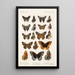 Insecta Lepidoptera Rhopalocera Pl 113 - Frederick DuCane Godman — indrammet kunstværk på væggen