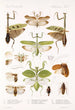 Insecta Orthoptera Pl 2 - Frederick DuCane Godman — visning af kunstværket