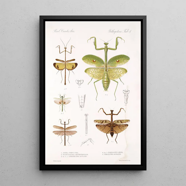 Frederick DuCane Godman - Insecta Orthoptera Pl 4.webp