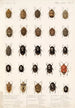 Insecta Rhynchota Hemiptera Heteroptera Pl 02 - Frederick DuCane Godman — visning af kunstværket