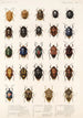 Insecta Rhynchota Hemiptera Heteroptera Pl 03 - Frederick DuCane Godman — visning af kunstværket