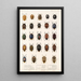 Insecta Rhynchota Hemiptera Heteroptera Pl 03 - Frederick DuCane Godman — indrammet kunstværk på væggen