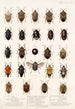 Insecta Rhynchota Hemiptera Heteroptera Pl 04 - Frederick DuCane Godman — visning af kunstværket
