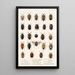 Insecta Rhynchota Hemiptera Heteroptera Pl 04 - Frederick DuCane Godman — indrammet kunstværk på væggen