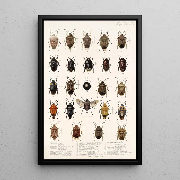 Frederick DuCane Godman - Insecta Rhynchota HemipteraHeteroptera Pl 04.webp