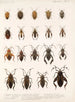 Insecta Rhynchota Hemiptera Heteroptera Pl 10 - Frederick DuCane Godman — visning af kunstværket