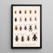 Insecta Rhynchota Hemiptera Heteroptera Pl 10 - Frederick DuCane Godman — indrammet kunstværk på væggen